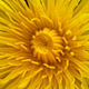 Illustration for article titled Shooting Challenge: Macro Gallery